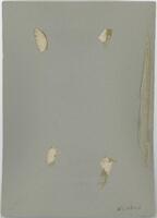 Reverse of portrait of Dr Jack Macfadyean Rossell [ jpg ]